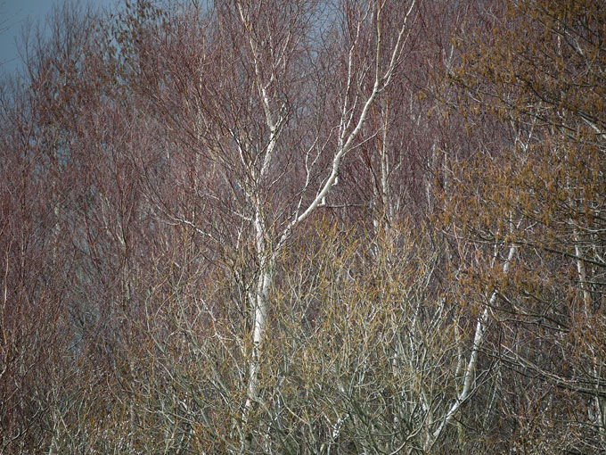 birch & willow 04.jpg